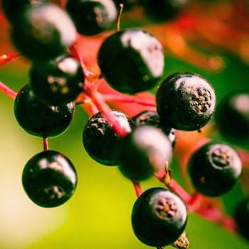 Elderberry’s health benefits