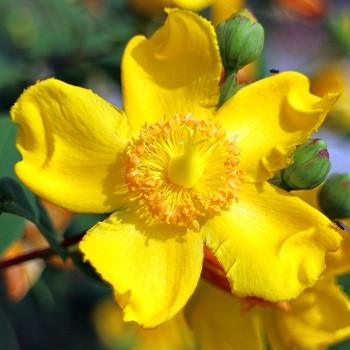 Information for consumers taking St John’s Wort