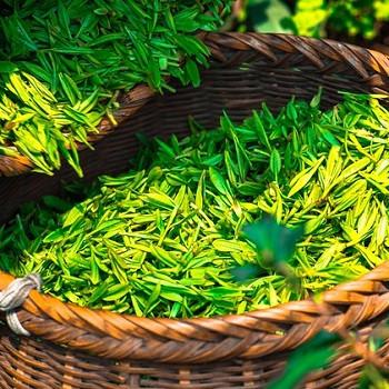 Green tea